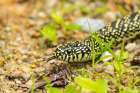 USA-Louisiana-Tensas National Wildlife Refuge Speckled kingsnake close-up Art Print